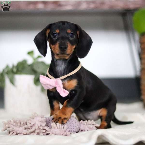 Amelia, Dachshund Puppy